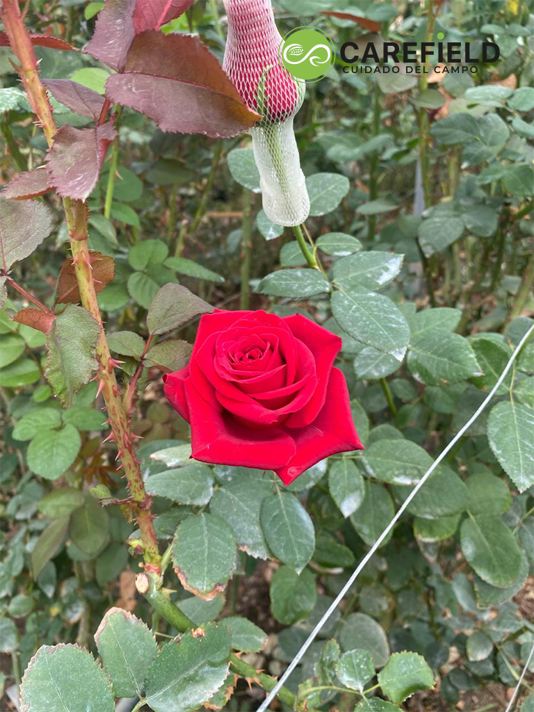 Objeto inteligente vectorial copia 10