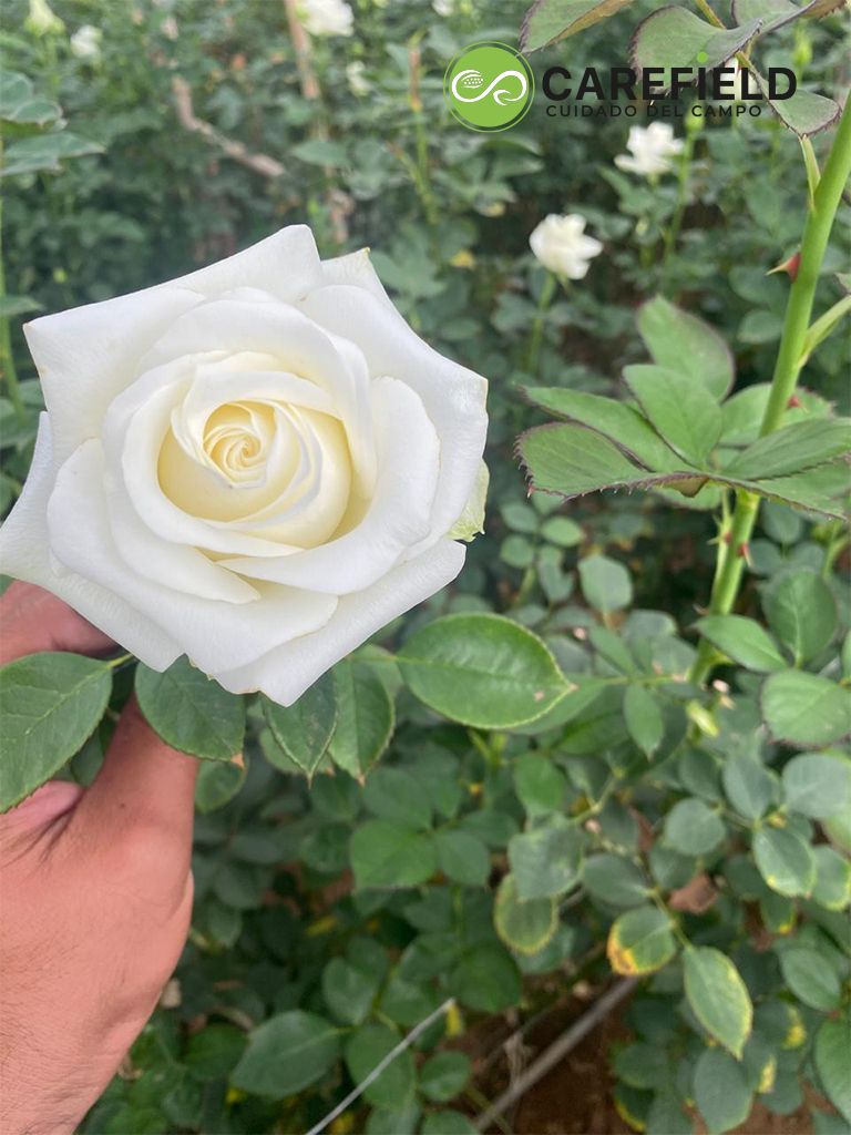 Objeto inteligente vectorial copia 11