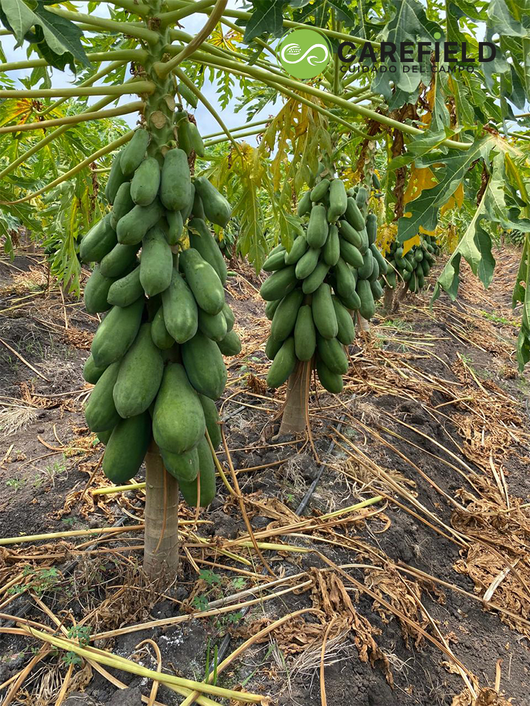 Objeto inteligente vectorial copia 12