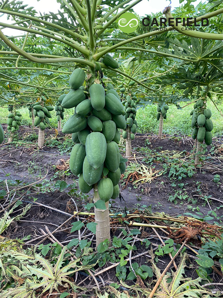 Objeto inteligente vectorial copia 13