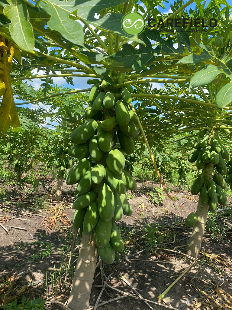 Objeto inteligente vectorial copia 14