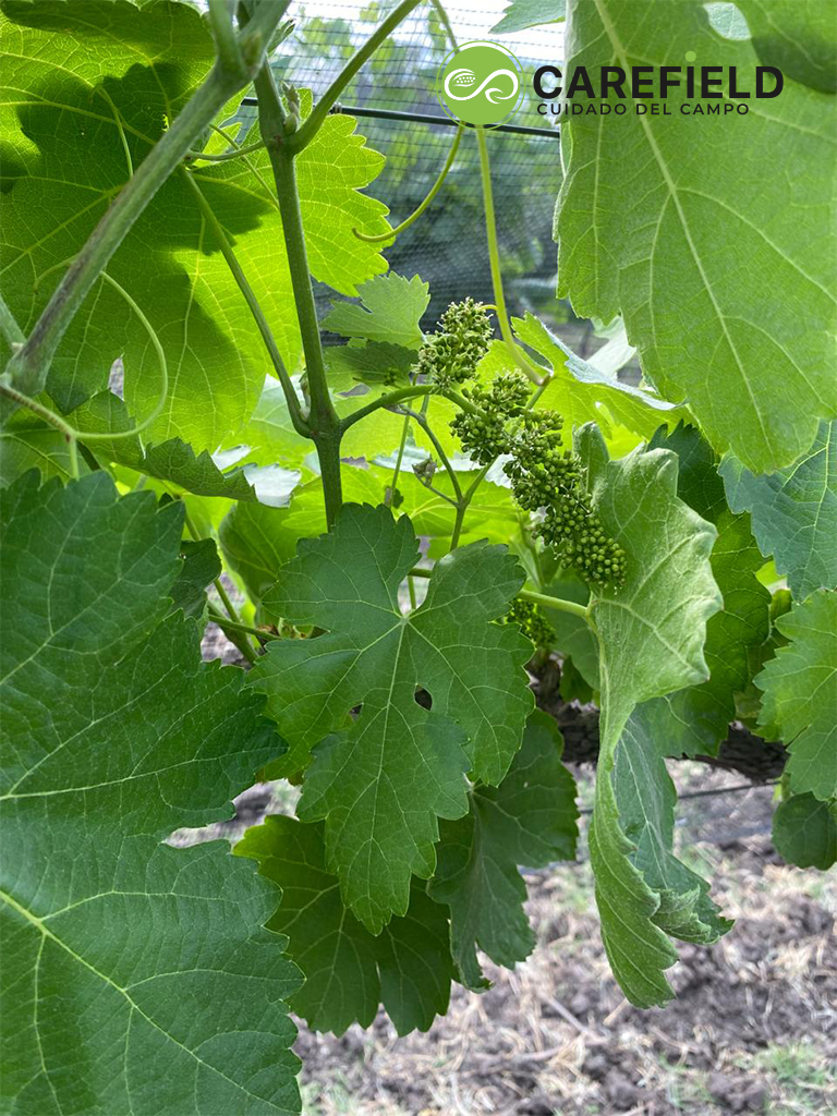 Objeto inteligente vectorial copia 17