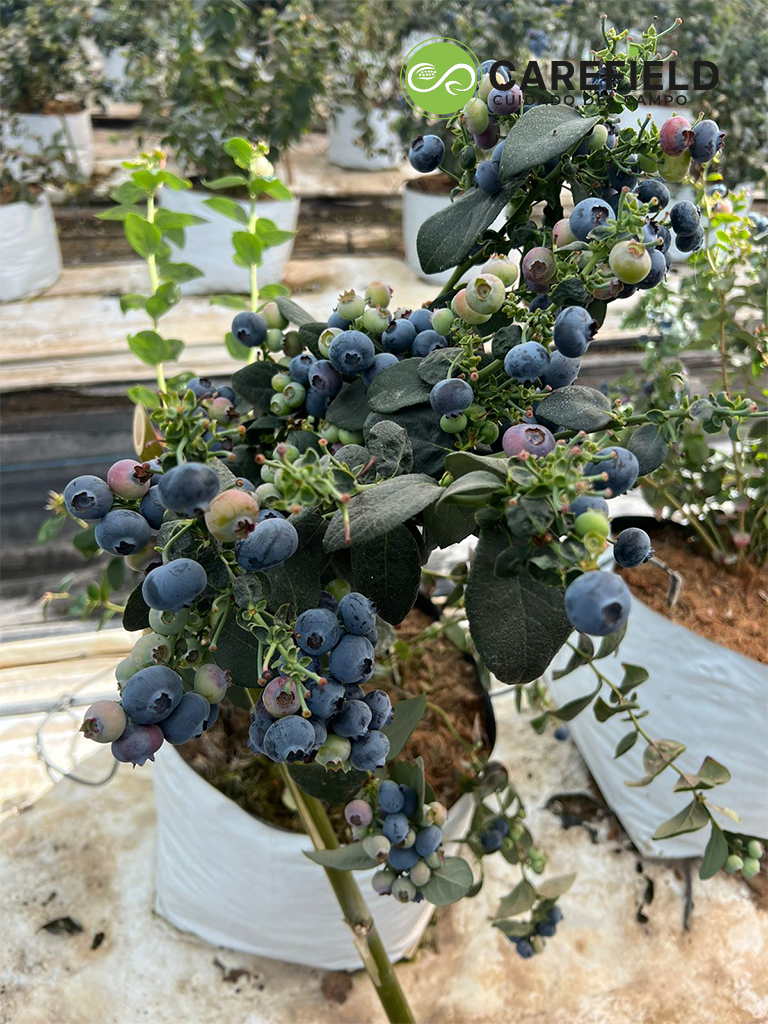 Objeto inteligente vectorial copia 18