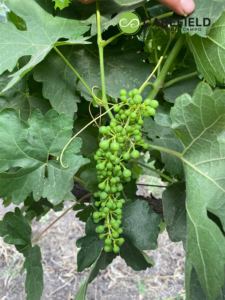 Objeto inteligente vectorial copia 19