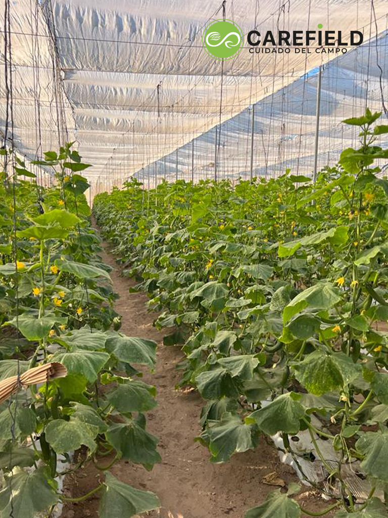 Objeto inteligente vectorial copia 2