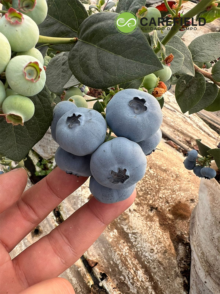 Objeto inteligente vectorial copia 20