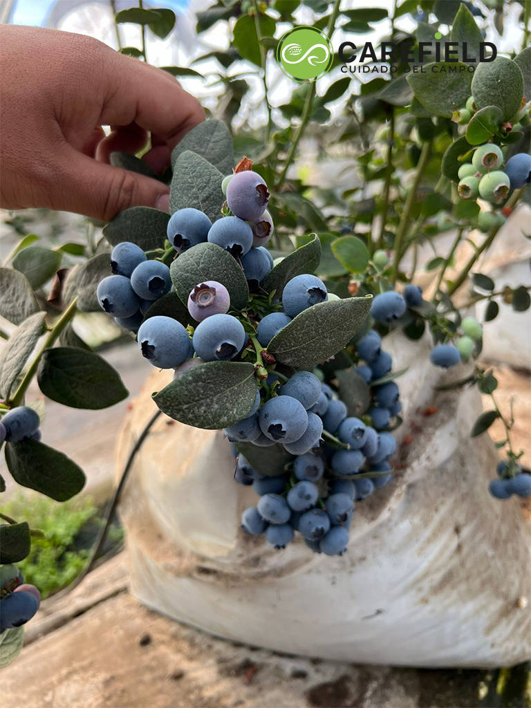 Objeto inteligente vectorial copia 21