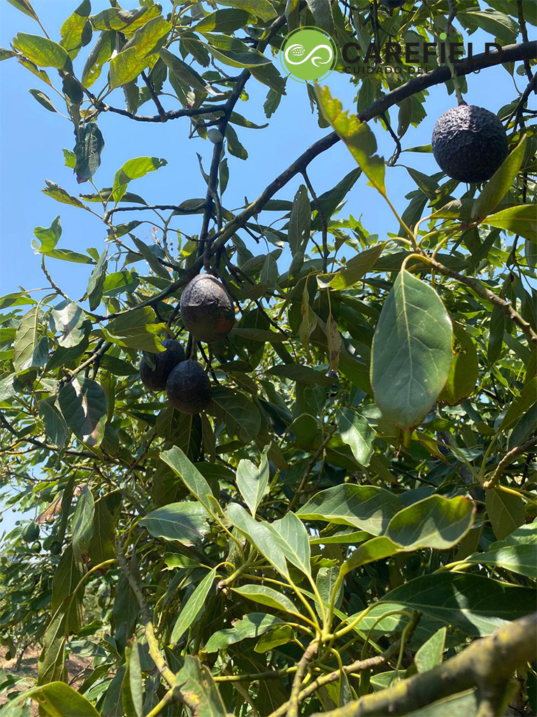 Objeto inteligente vectorial copia 22