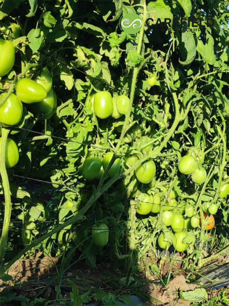 Objeto inteligente vectorial copia 23