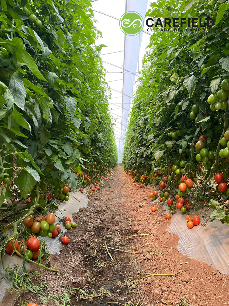 Objeto inteligente vectorial copia 26