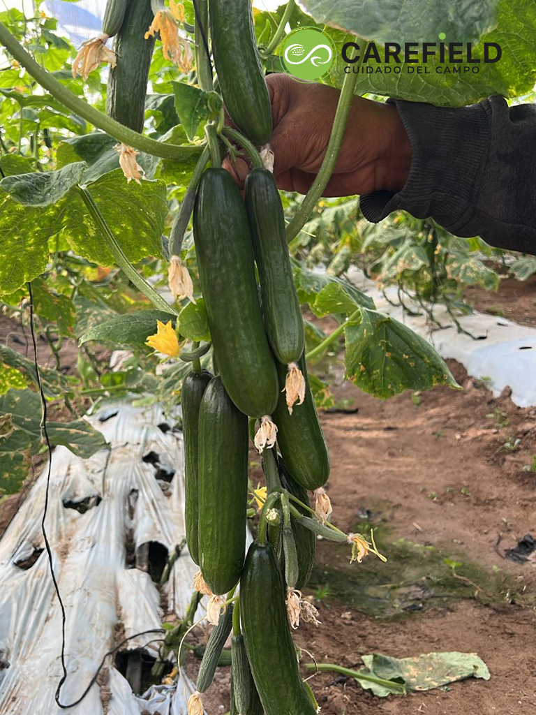 Objeto inteligente vectorial copia 3