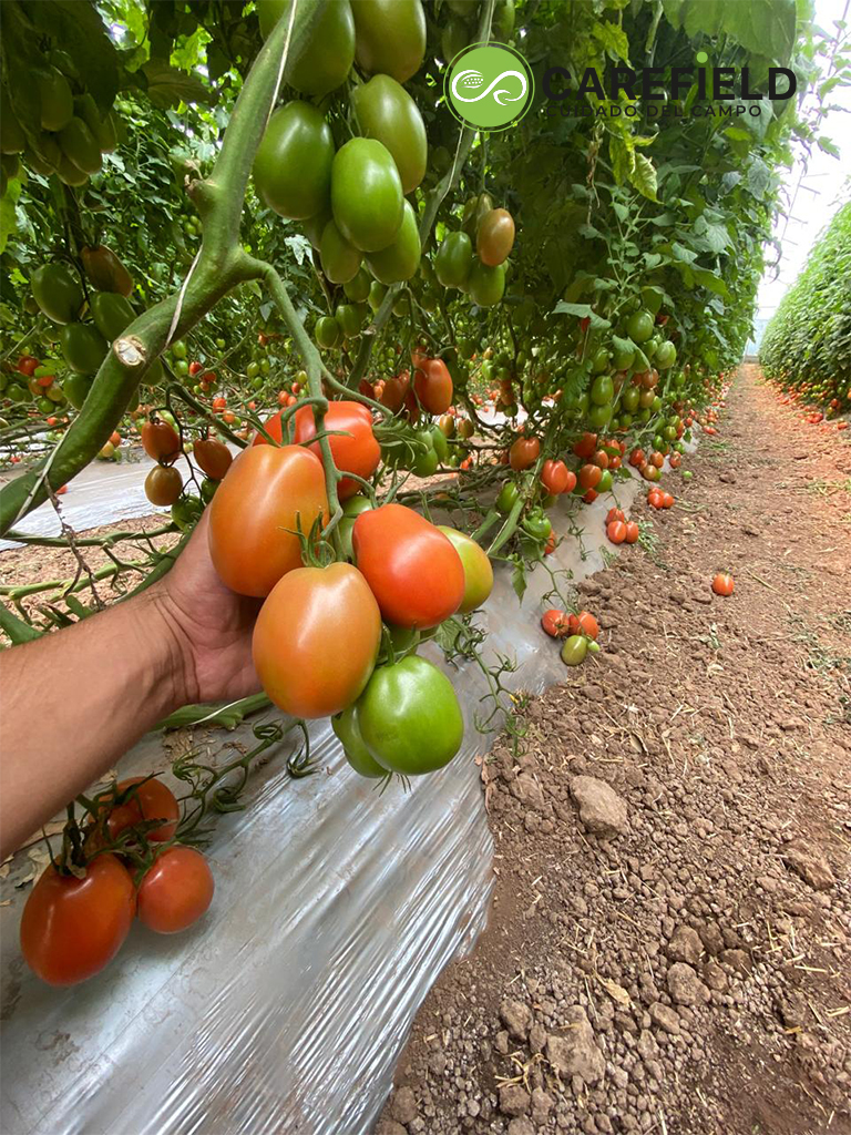 Objeto inteligente vectorial copia 30