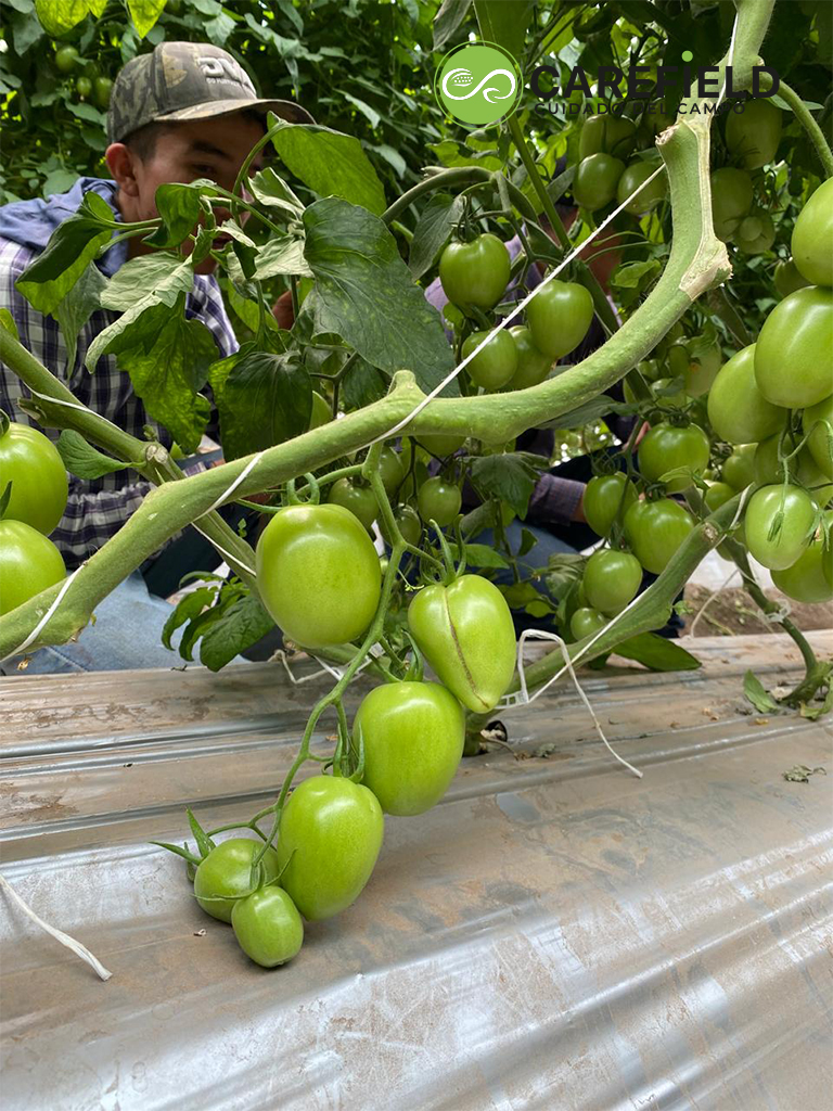 Objeto inteligente vectorial copia 35