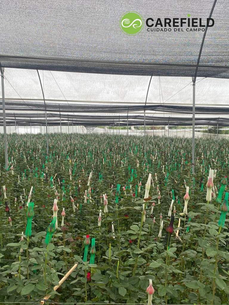 Objeto inteligente vectorial copia 4