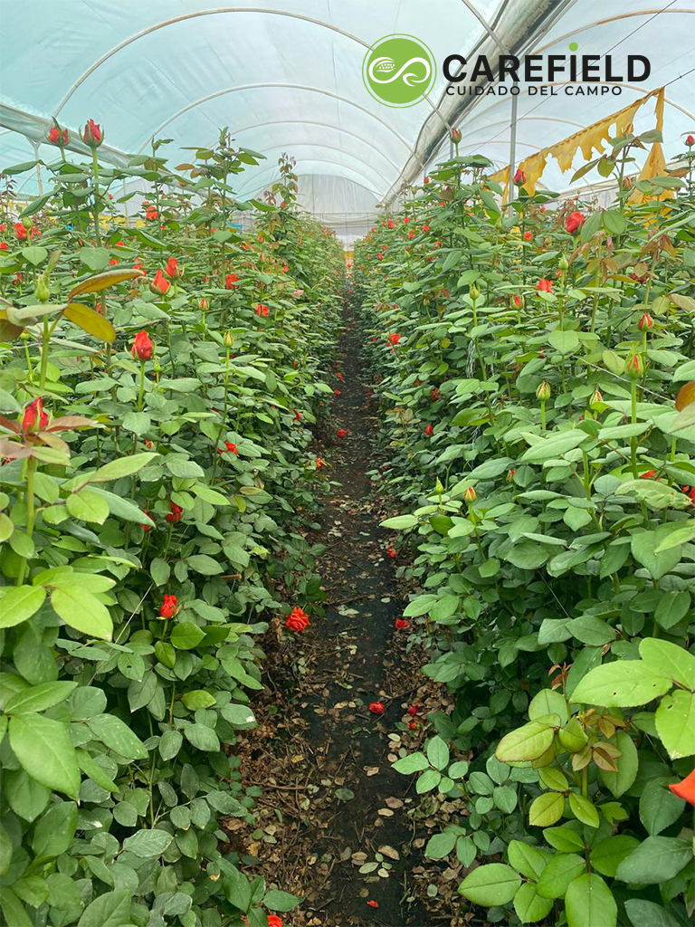 Objeto inteligente vectorial copia 5