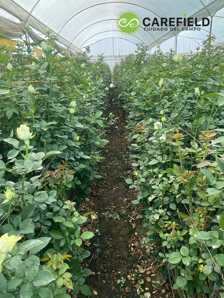 Objeto inteligente vectorial copia 6