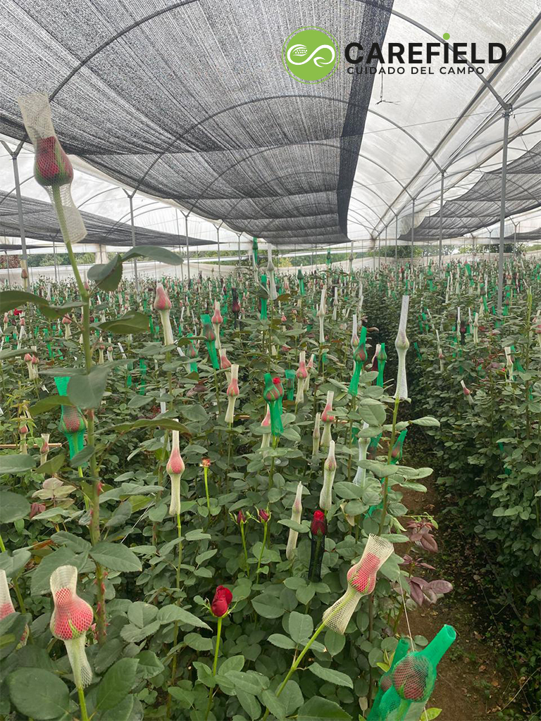 Objeto inteligente vectorial copia 7