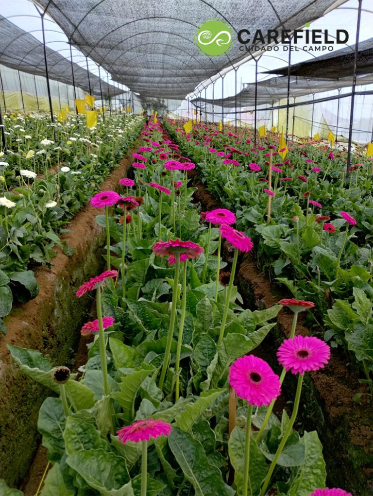 Objeto inteligente vectorial copia 8